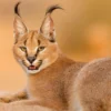 Kucing Caracal: Keanggunan, Kekuatan, dan Peran Penting di Alam Liar