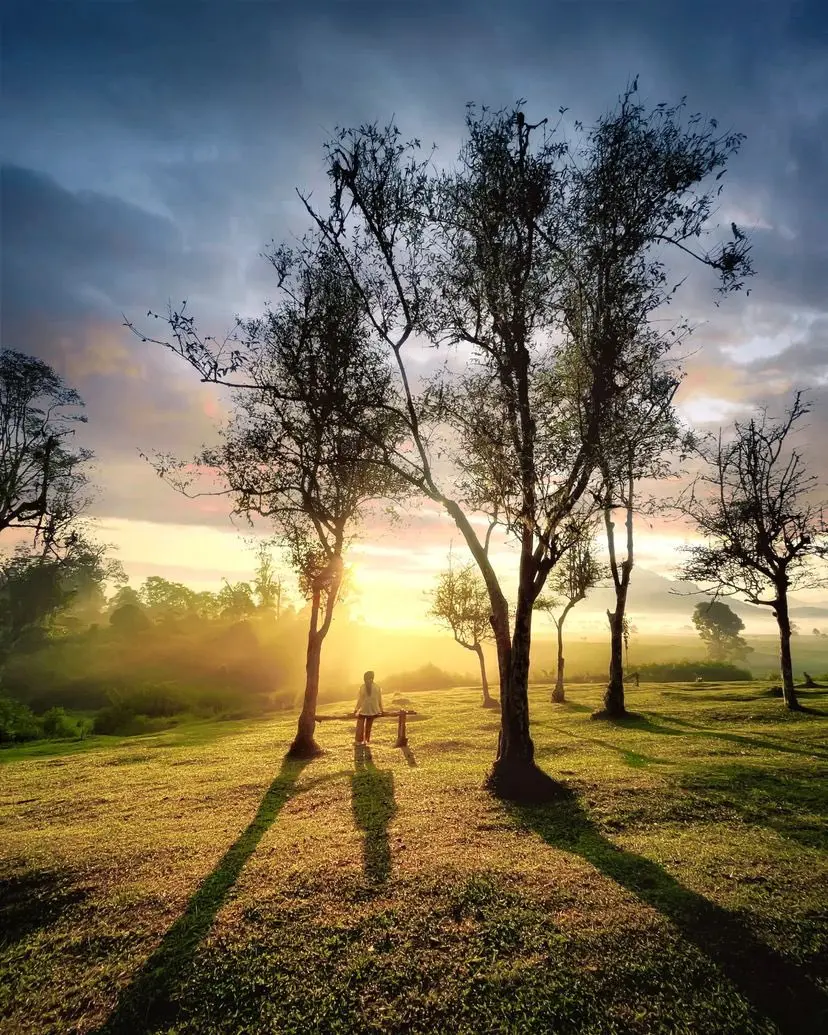Teh Jangkung Perkebunan Malabar