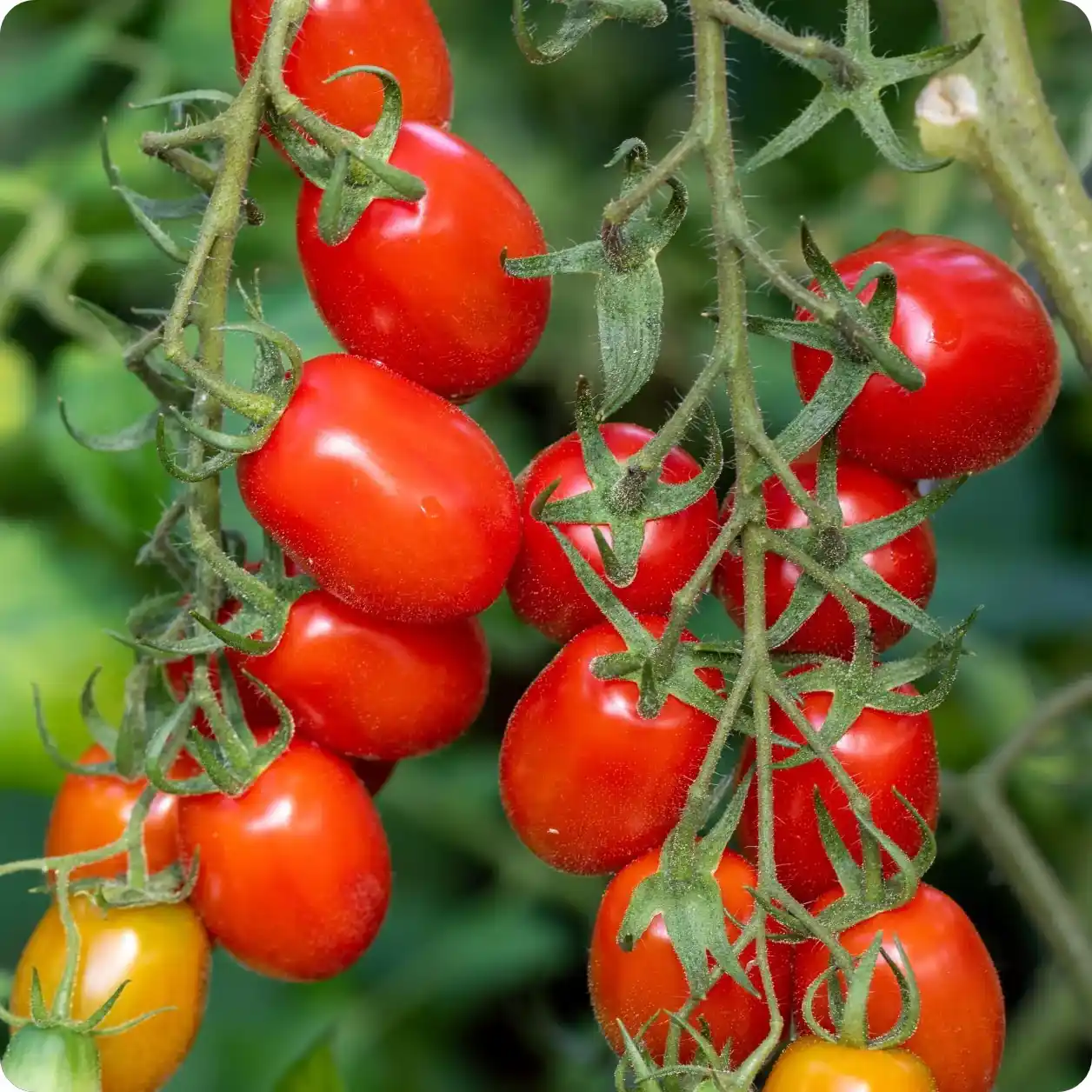 Tomat Plum